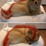 Le chien Firefox